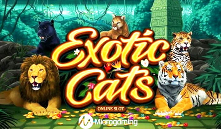 €795 Daily freeroll slot tournament at Casino Max