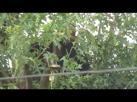 Man refusing to come down from tree in Queens
