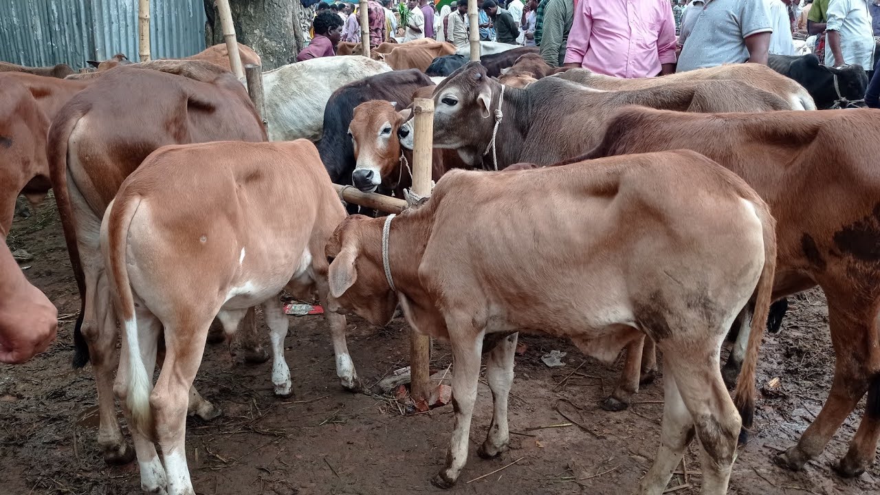 আজ ২ এপ্রিল শনিবার || প্রচুর চাহিদা সম্পন্ন ২৫ থেকে ৩৫ হাজারের ষাঁড় গরুর দাম || কাহারোল হাট