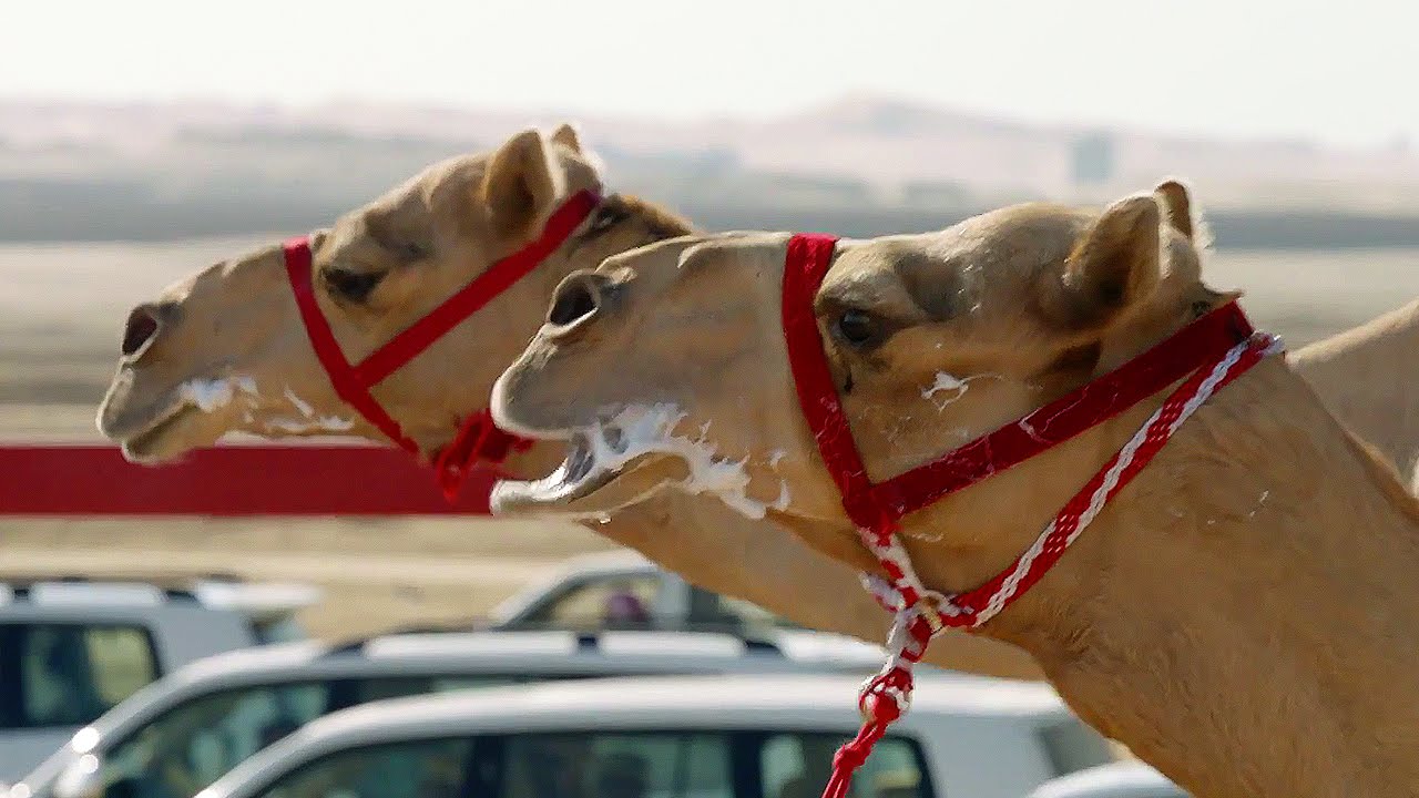 The One MILLION Dollar Camel Race! | Wild Arabia | BBC Earth