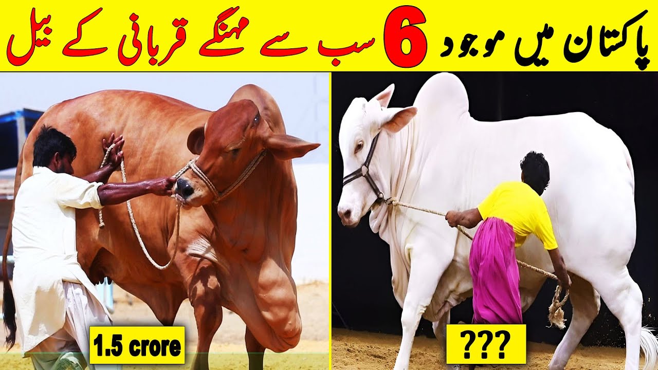 Top 6 Most Expensive Qurbani Bull In Pakistan | $ 9,000,000 Bull | NYKI