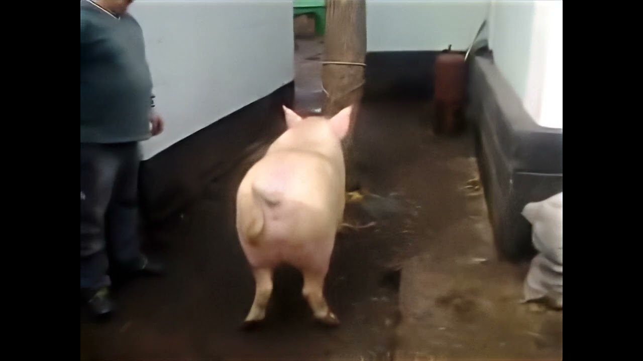 how to slaughter a white pig upscaled 200%