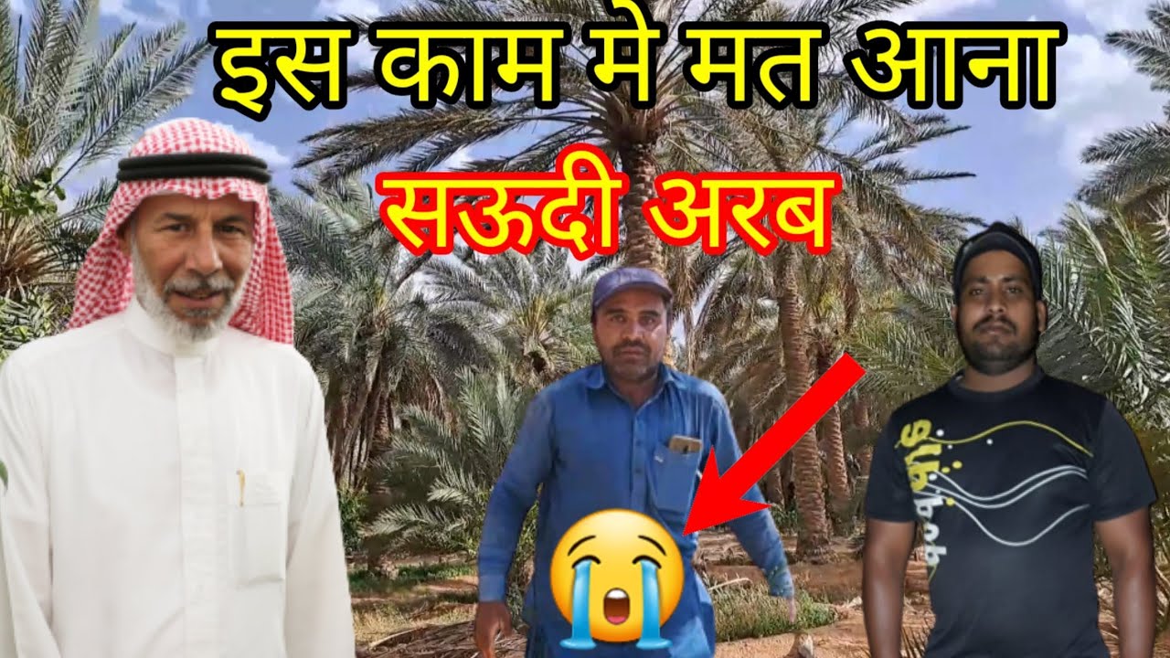 Khajur ki kheti | सऊदी अरब मे खजूर और  जैतून की खेती | Saudi Arabia